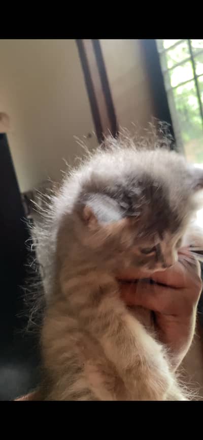 1 month old babies for you guy to purchase 03344305124 what’s app