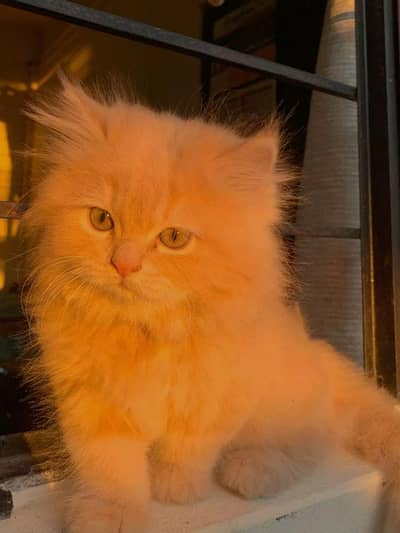 cute long hair Persian cat