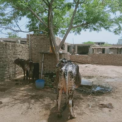 cow for sale