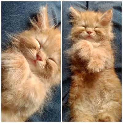 Persian cat for sale