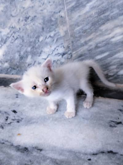 Prsian kitten