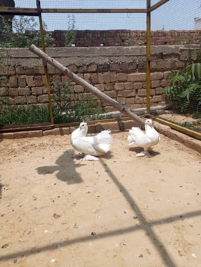 White Luckaay Pair For Sale