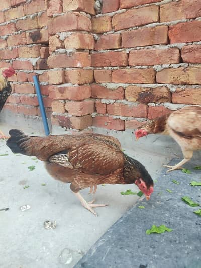 Desi hens