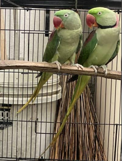 Kashmiri Raw Talking Parrots
