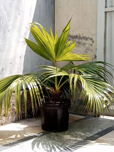 This plant is for sale