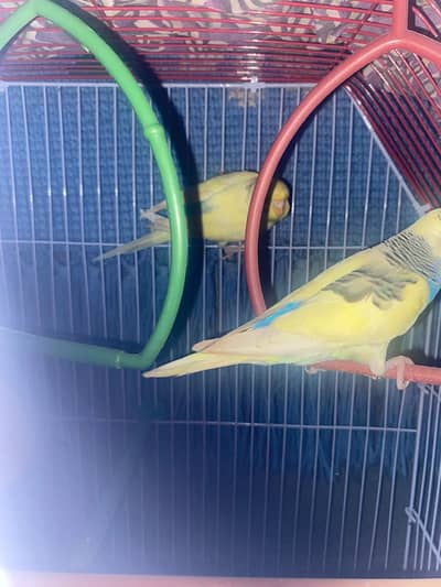 budgeis breeeder pair