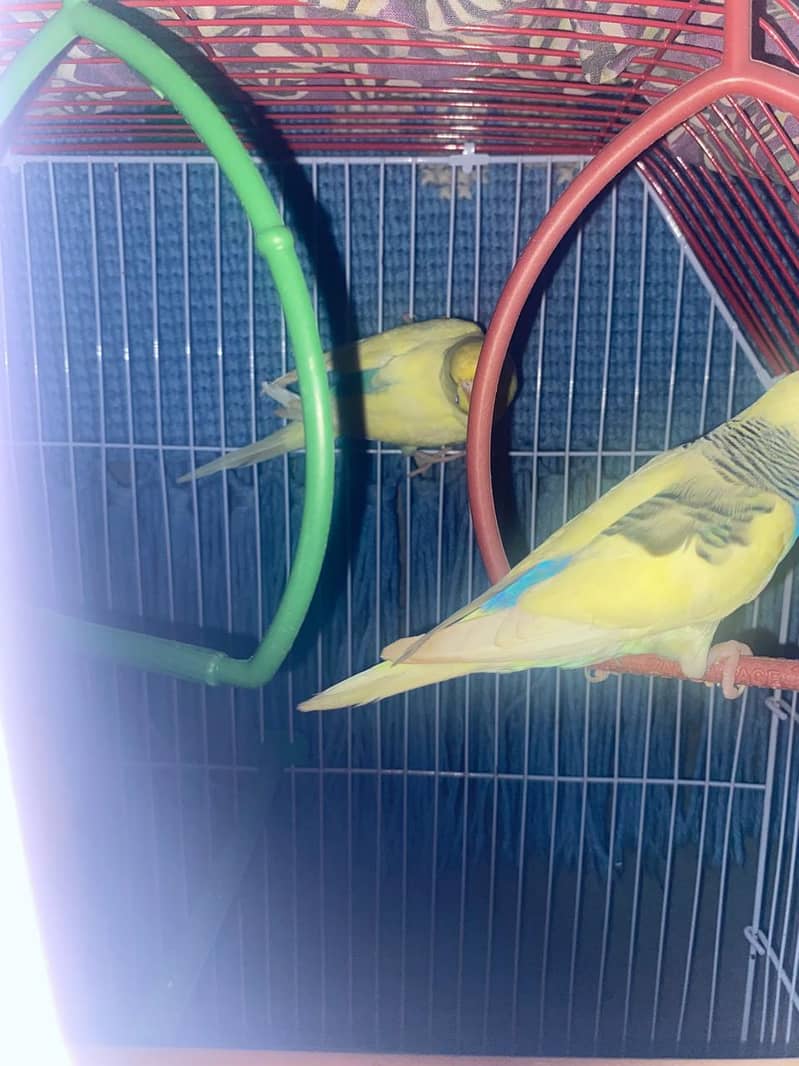 Budgies healthy and actice mashallah 1