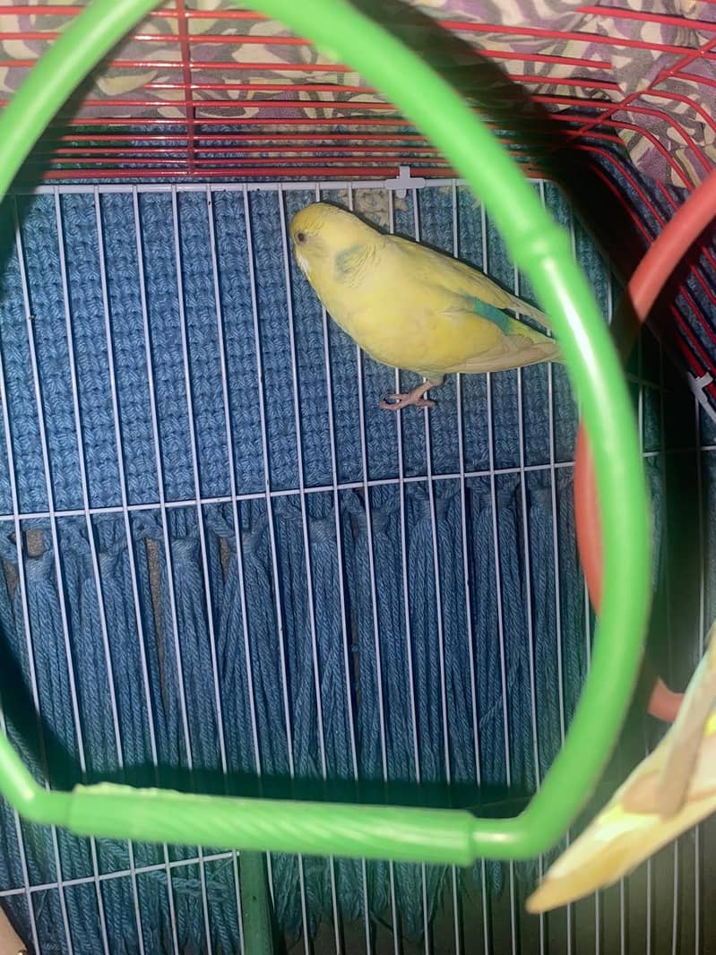 Budgies healthy and actice mashallah 2