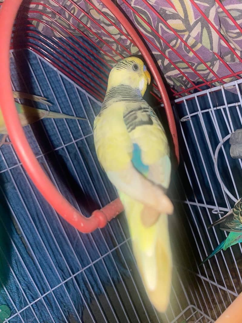 Budgies healthy and actice mashallah 3