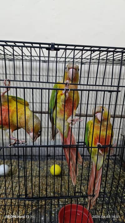3 Red Factor Pineapple conure with cage