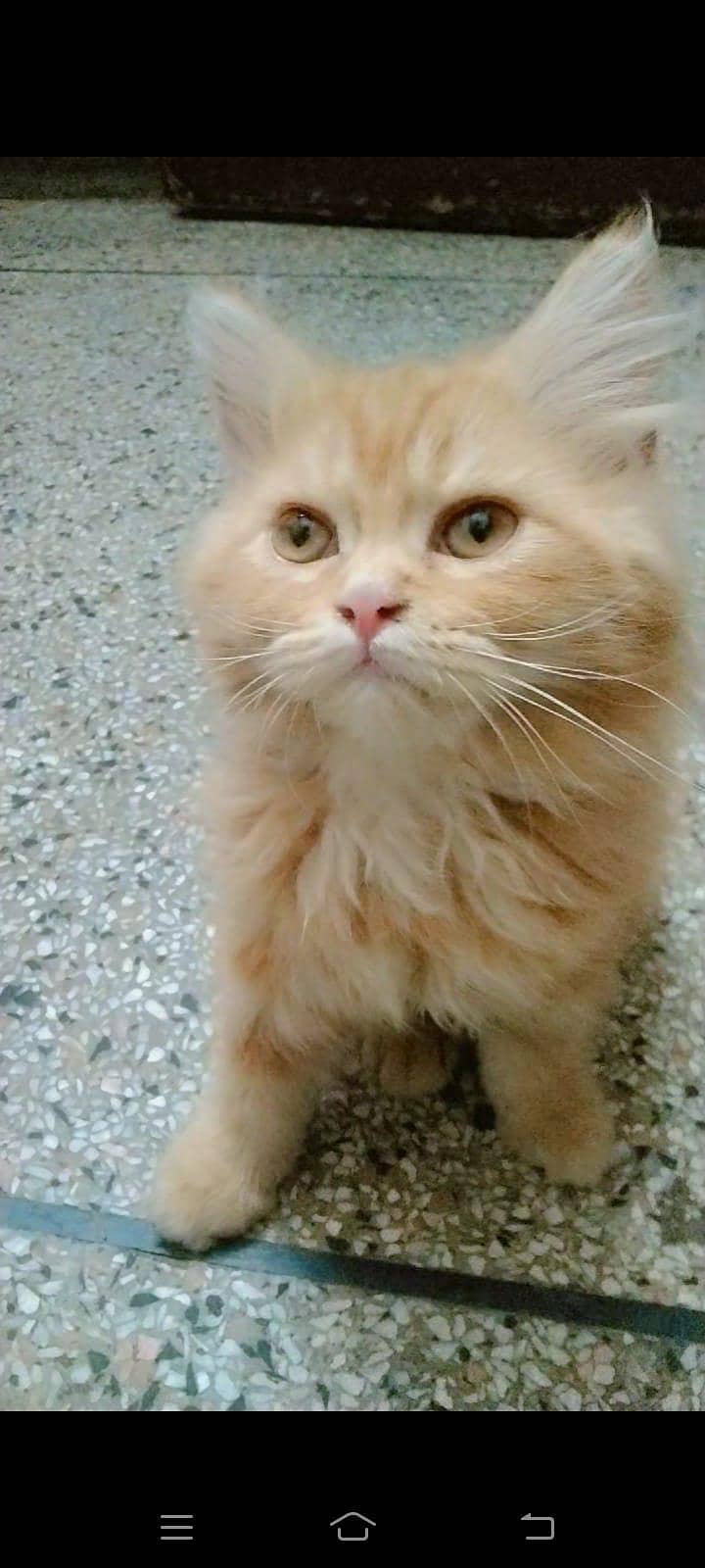 Cat 2 0