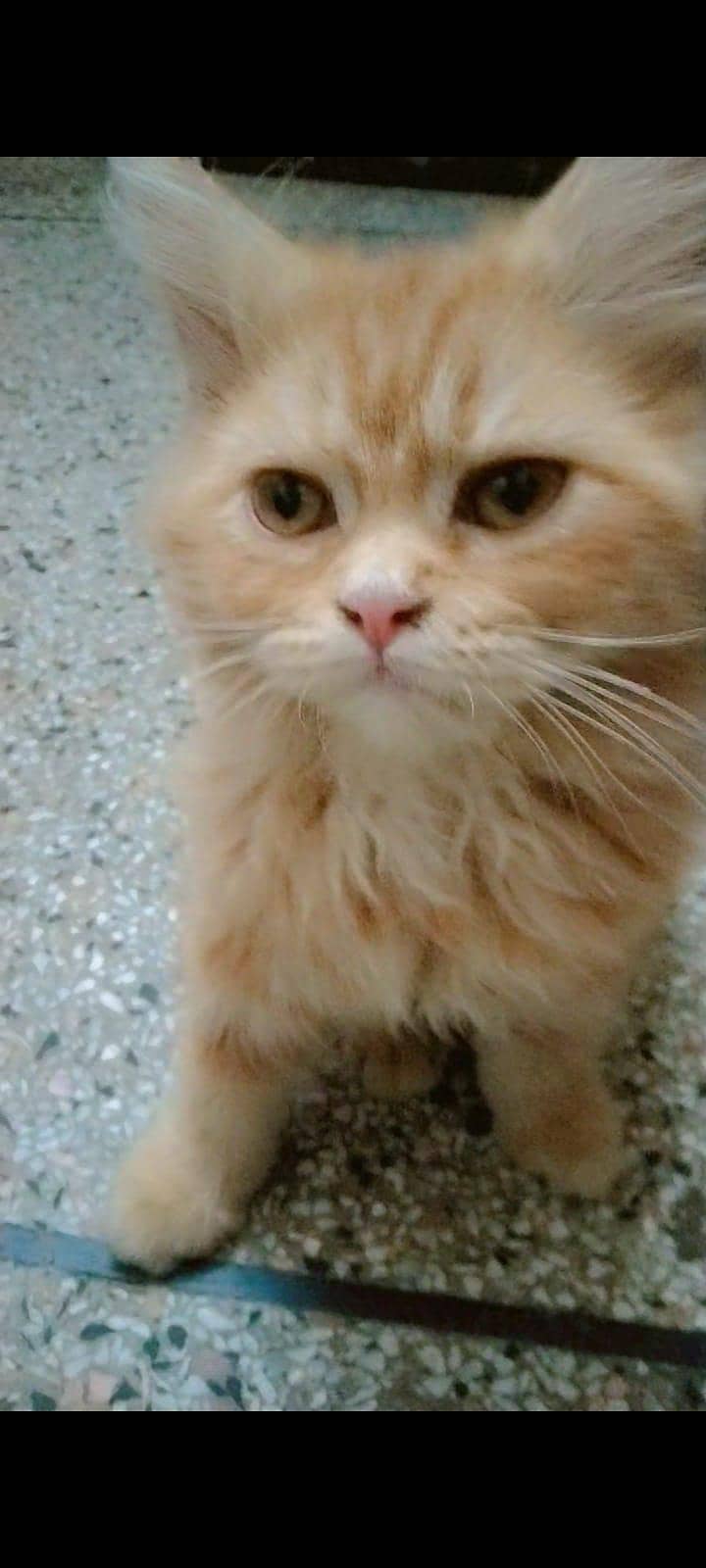 Cat 2 1