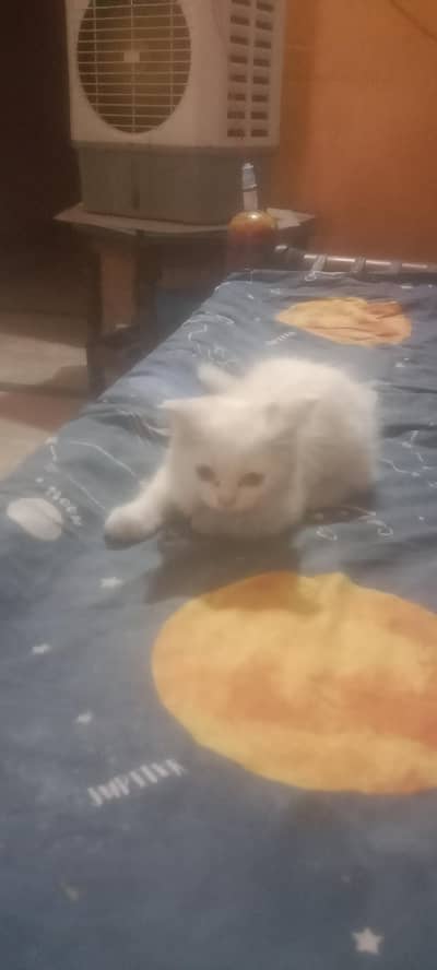 Cat 1