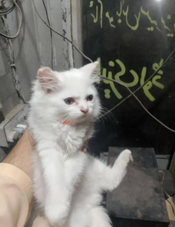 Cat 2 3
