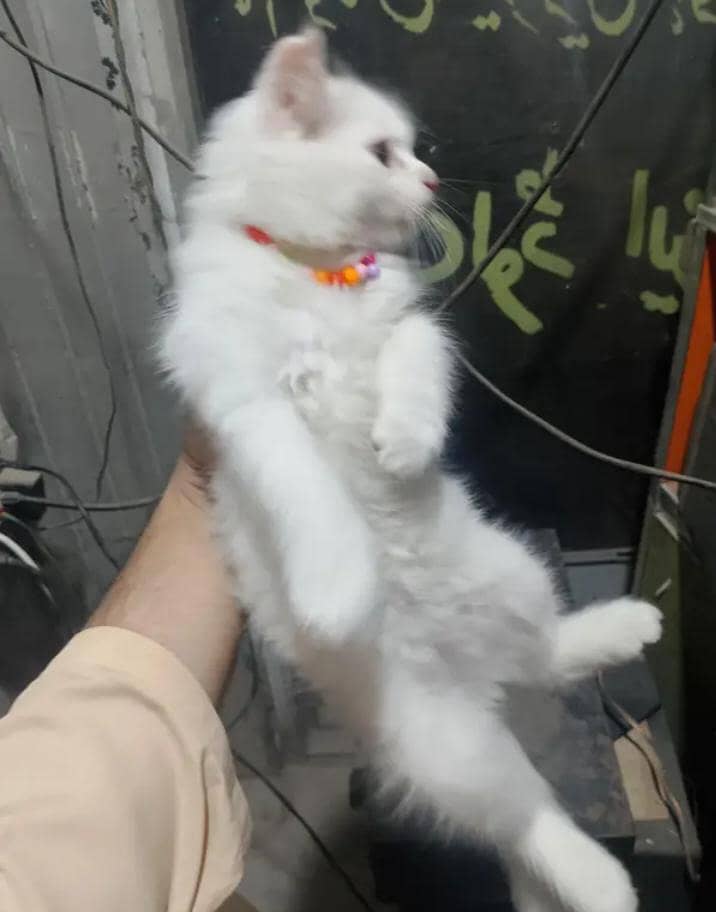 Cat 2 4
