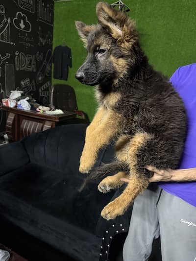 German shepherd puppy double coat male