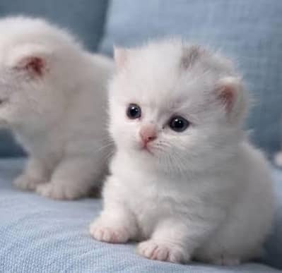 Persian kittens