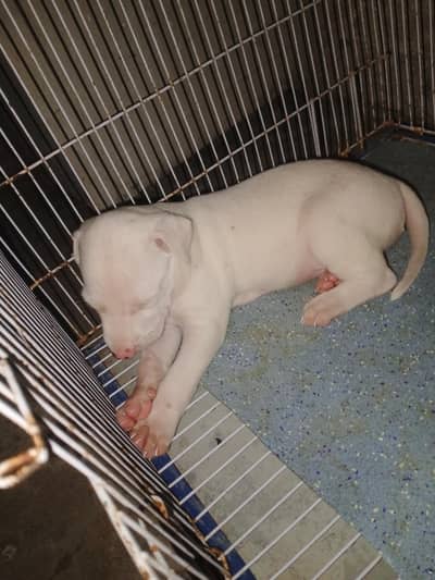 bull terrier dog