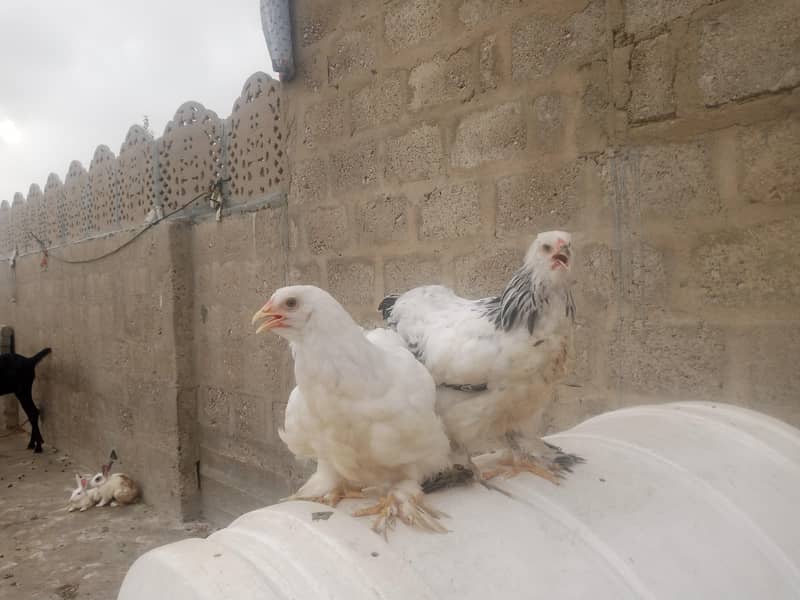 Buff hen 0