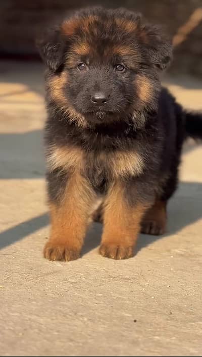 German shepherd Puppy