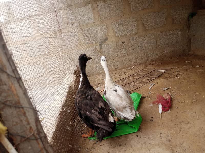 egg laying ducks 0