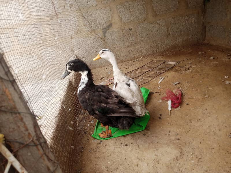 egg laying ducks 2