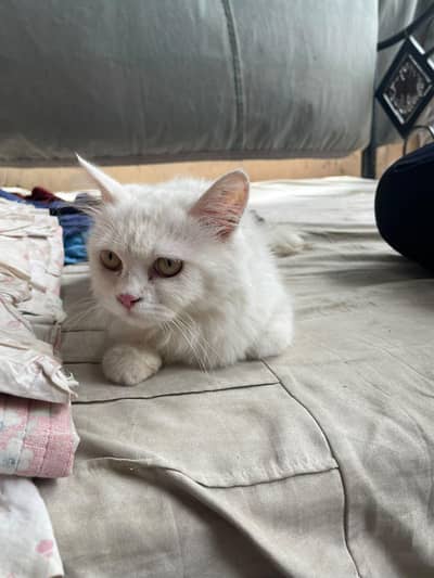 Pure Persian Female Cat – 9 Months Old – Healthy & Fluffy