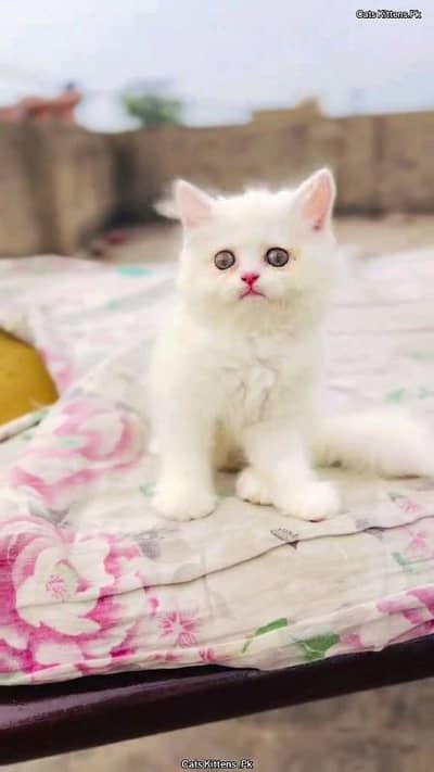 pure Parisian helthy and active kitten for sale