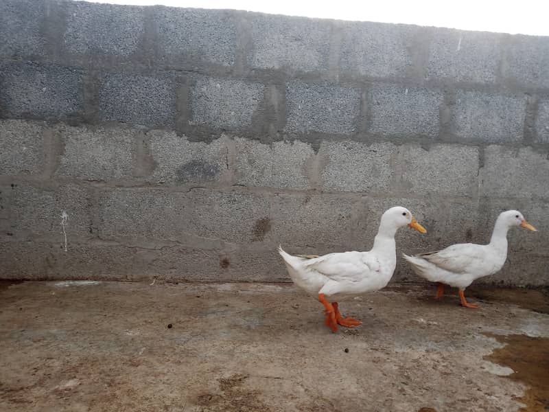Duck pair 1