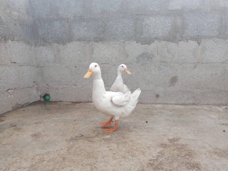 Duck pair 2