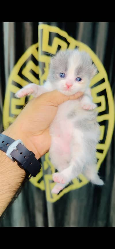 Buttyfull kitten