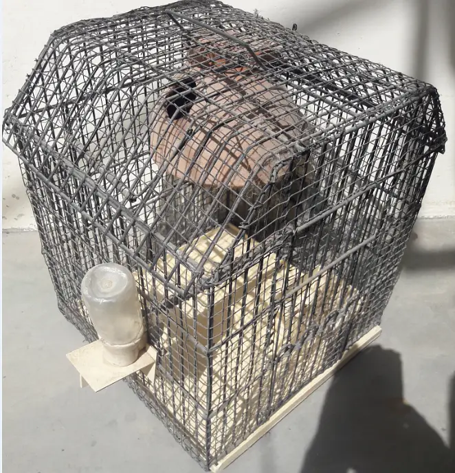 Cages for Birds — photo 5