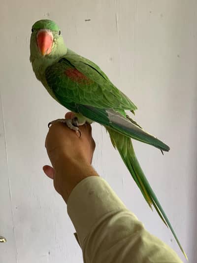 Raw parrot handtame male
