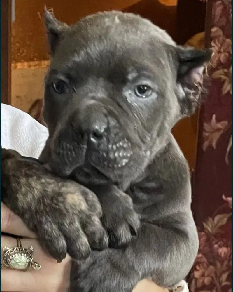 Cane corso international pedigree passport puppies available for sale — photo 3