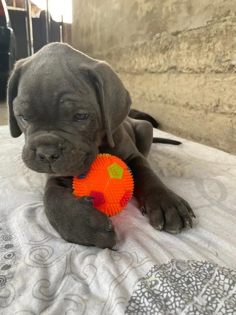 Cane corso international pedigree passport puppies available for sale — photo 4