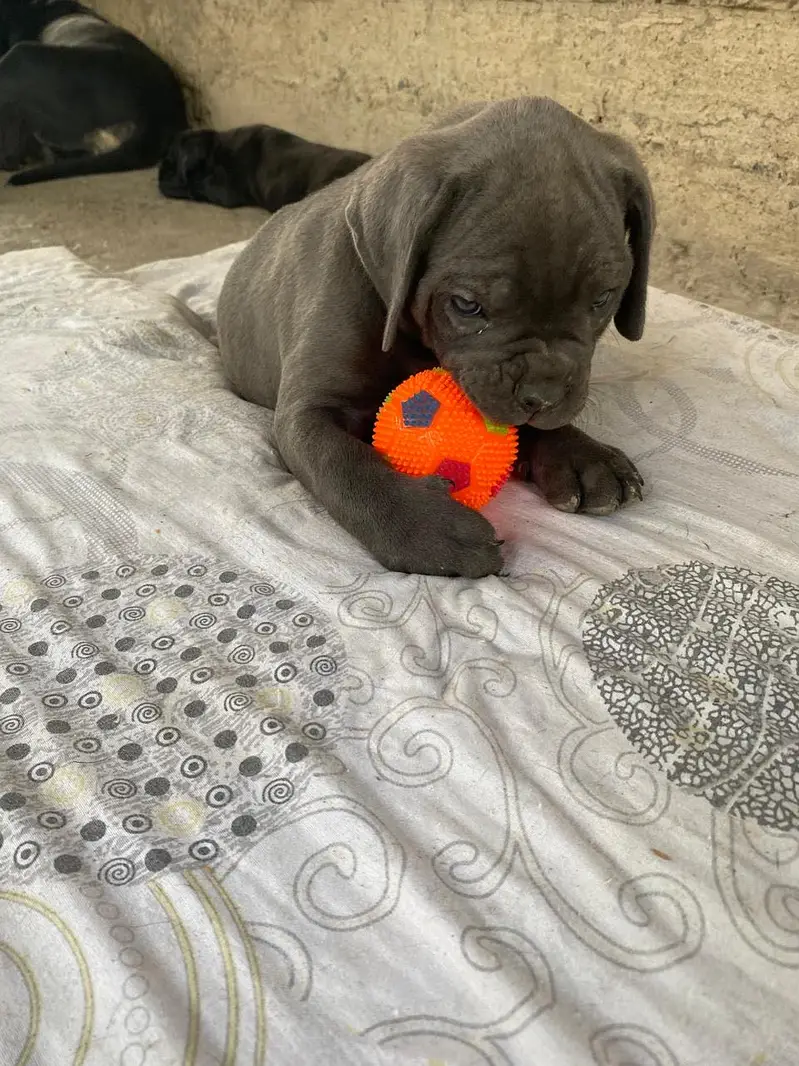 Cane corso international pedigree passport puppies available for sale — photo 5