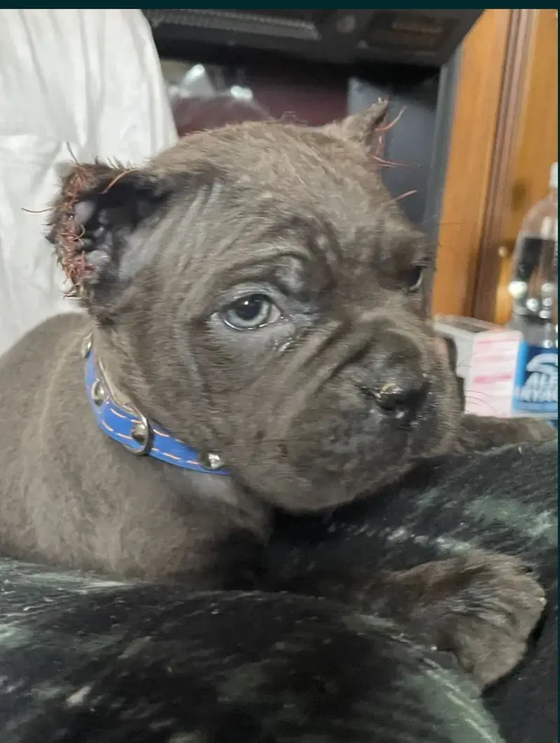 Cane corso international pedigree passport puppies available for sale — photo 6