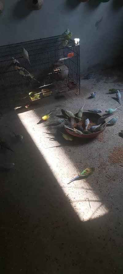 Australian Parrots King Size, Red Eyes and all Other types