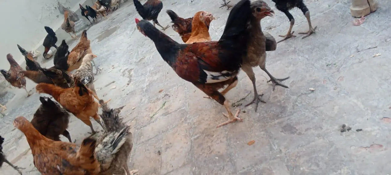 Golden misri murgi