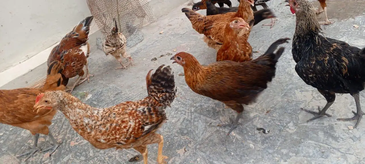 Golden misri murgi — photo 4