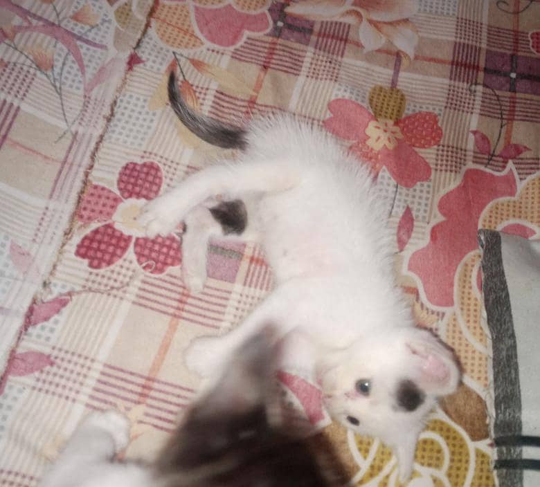 kitten 0