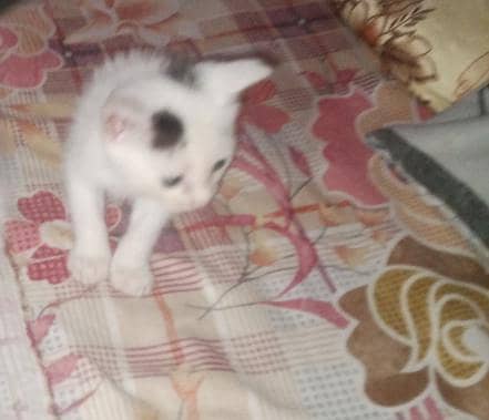 kitten 1