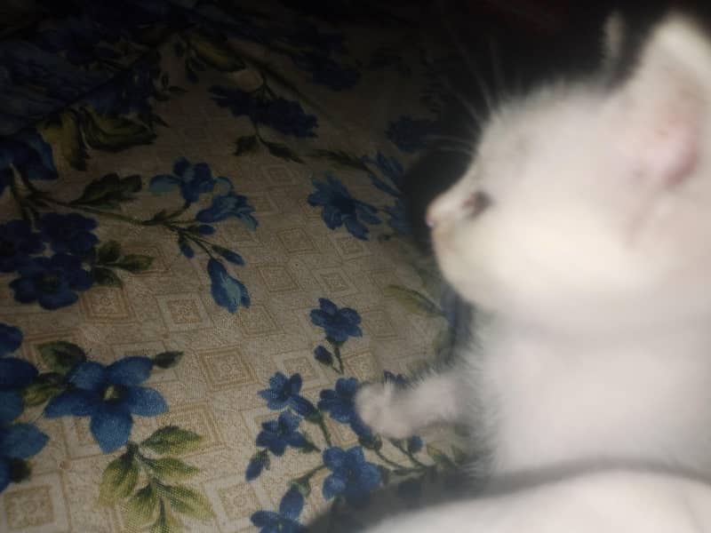 kitten 2