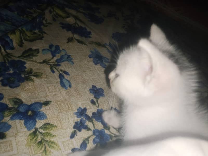kitten 3