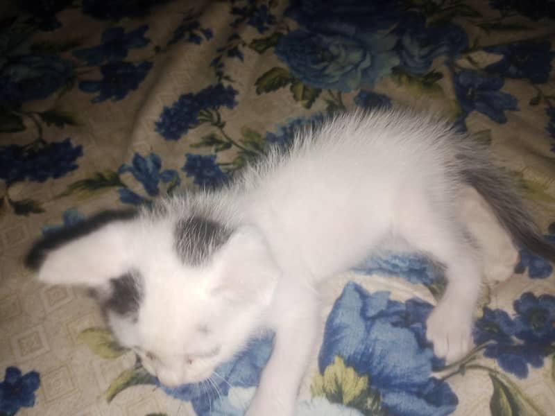 kitten 4