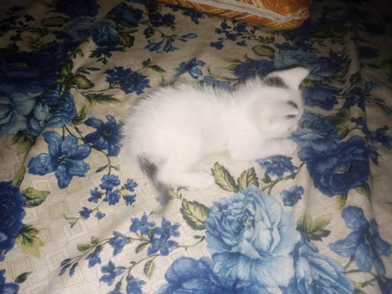 kitten 5