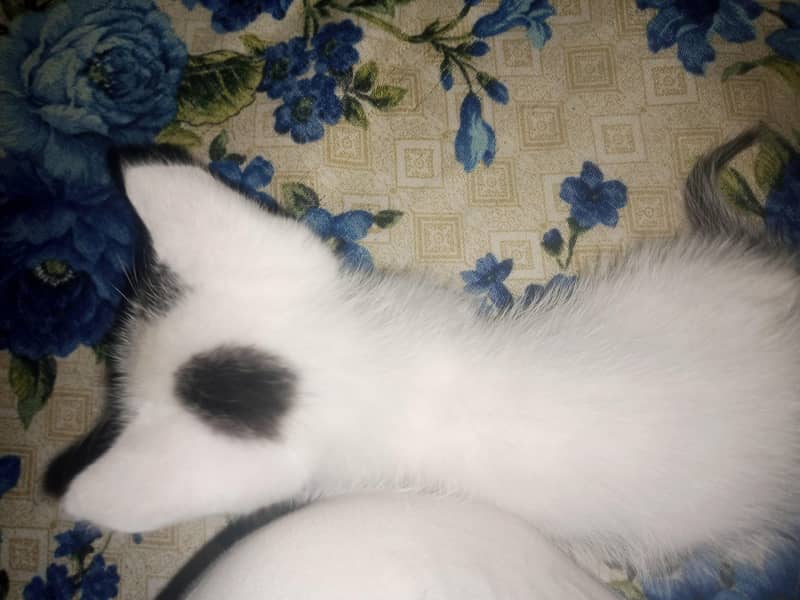 kitten 6