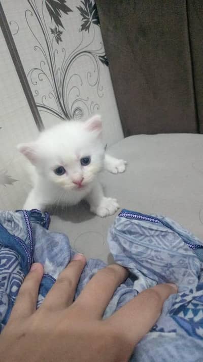 Persian Kitten For Sale