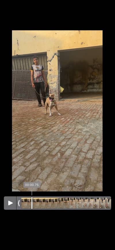 Pitbul puppy dbl xl size