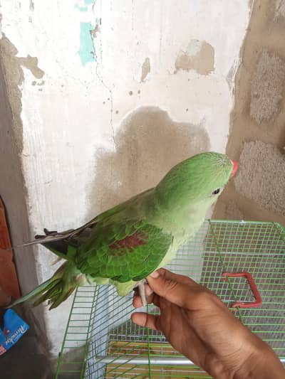 Raw kashmiri parrot